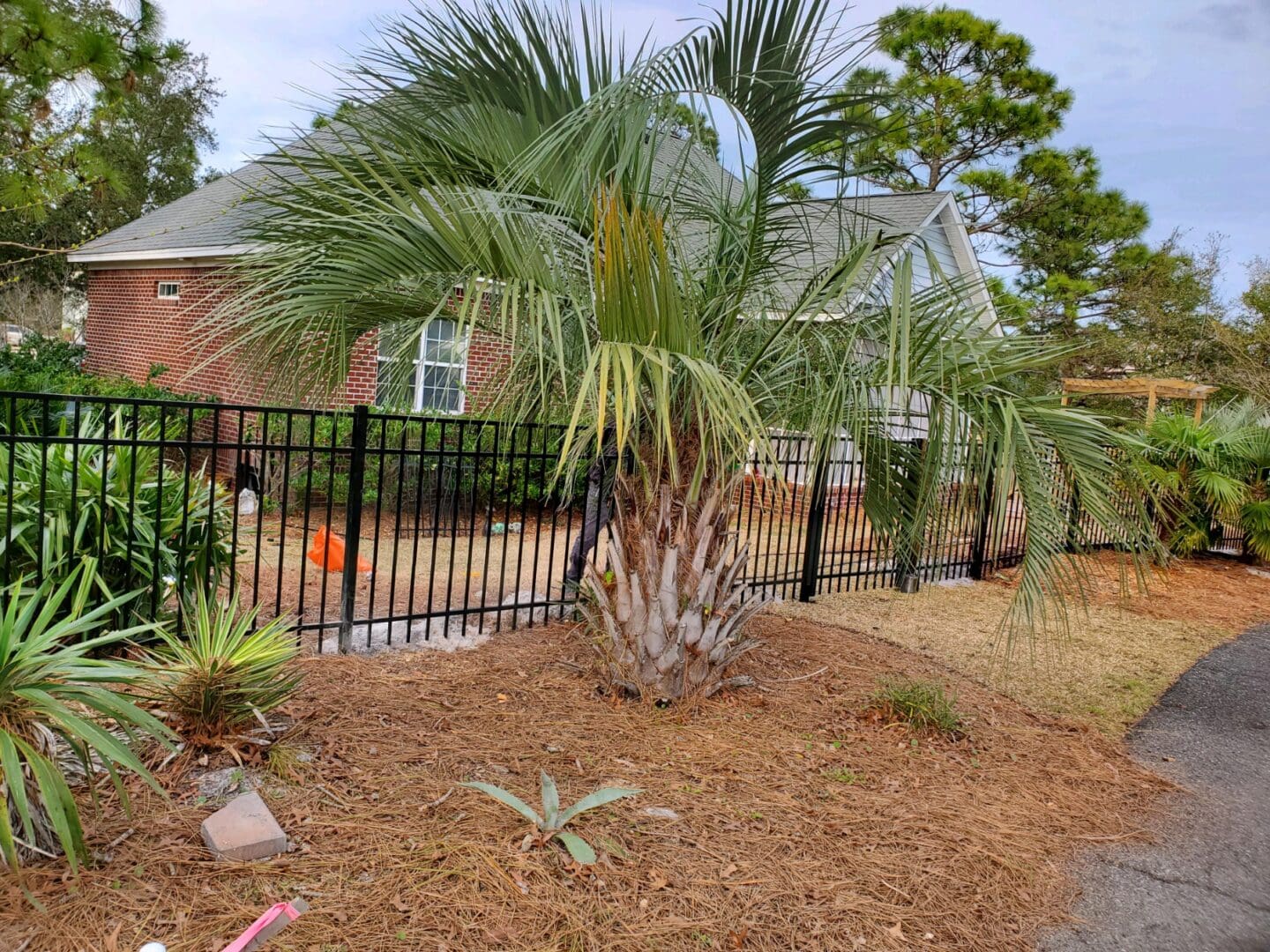 A palm tree in front of a house.